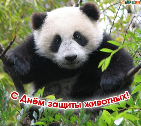 http://webplus.info/images/wpi.cache/cards/c_2724_wpidzt08c.jpg