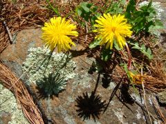 Одуванчики. Весна. Размер 1024 X 768