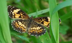 Silvery checkerspot. 
 . 
  1280 X 768