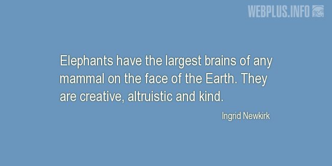 Quotes and pictures for Brains. «The largest brains» quotation with photo.
