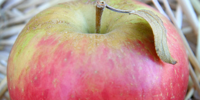 21 October - Apple Day 21 October - Apple Day