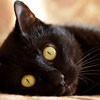 Black Cat Appreciation Day Black Cat Appreciation Day