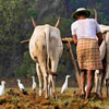 Kisan Diwas Kisan Diwas