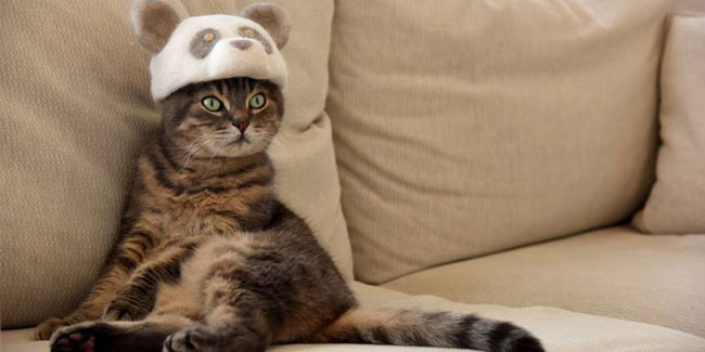 22 February - Cat Day in Japan 22 February - Cat Day in Japan