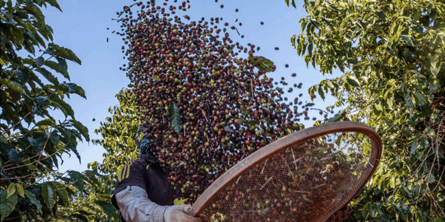 24 May - National Coffee Day in Brazil 24 May - National Coffee Day in Brazil