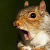 Squirrel Appreciation Day in North Carolina Squirrel Appreciation Day in North Carolina