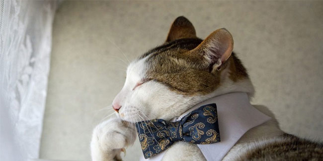 22 January - National Answer Your Cats Questions Day 22 January - National Answer Your Cats Questions Day