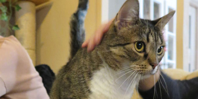 17 February - Cat's Day in Poland 17 February - Cat's Day in Poland