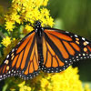 Western Monarch Day