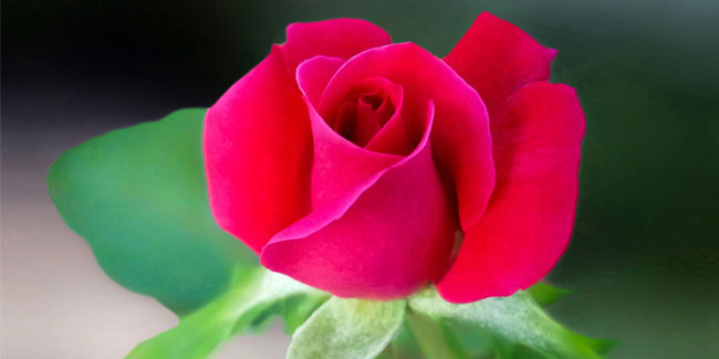 12 June - Red Rose Day