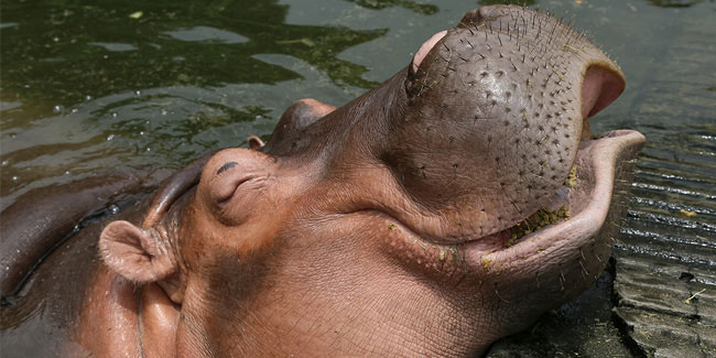 15 February - Hippo Day 15 February - Hippo Day