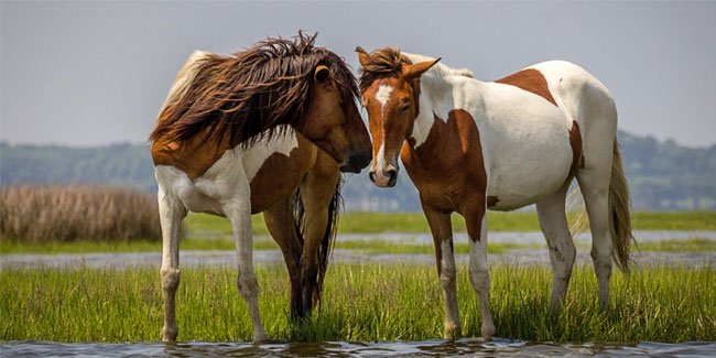 1 March - Horse Protection Day