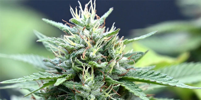 28 March - Weed Appreciation Day 28 March - Weed Appreciation Day