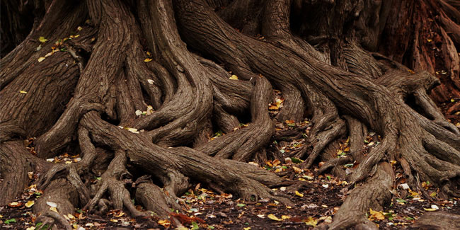 23 December - Roots Day 23 December - Roots Day