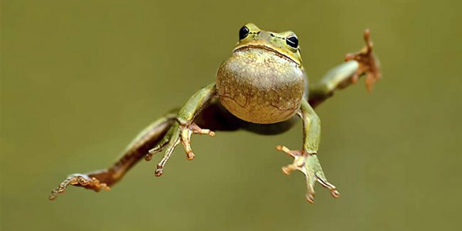 13 May - Frog Jumping Day 13 May - Frog Jumping Day