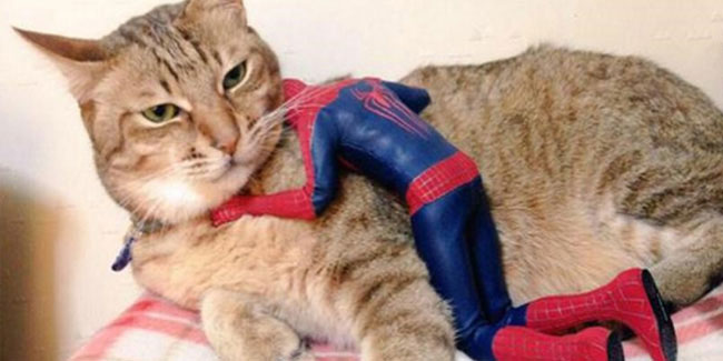 4 June - Hug Your Cat Day in US 4 June - Hug Your Cat Day in US