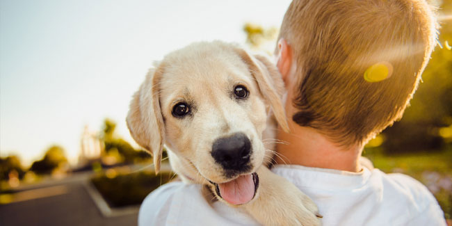 8 September - National Pet Memorial Day in US 8 September - National Pet Memorial Day in US