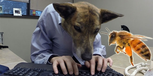 5 August - Work Like a Dog Day 5 August - Work Like a Dog Day