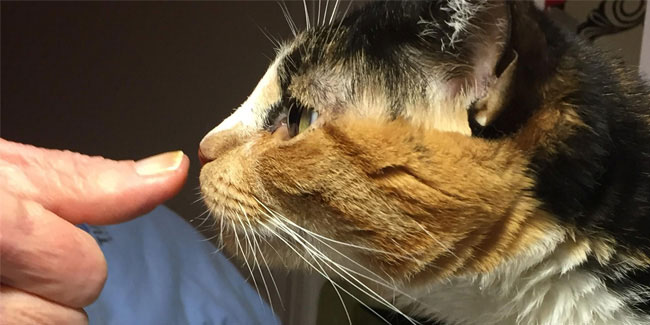 3 March - What If Cats and Dogs Had Opposable Thumbs Day 3 March - What If Cats and Dogs Had Opposable Thumbs Day