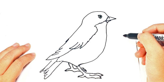 8 April - Draw a Picture of a Bird Day 8 April - Draw a Picture of a Bird Day