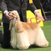 Westminster Dog Show at Madison Square Garden
