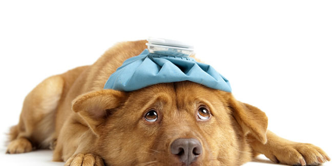 25 March - National Animal Poison Prevention Week in USA 25 March - National Animal Poison Prevention Week in USA