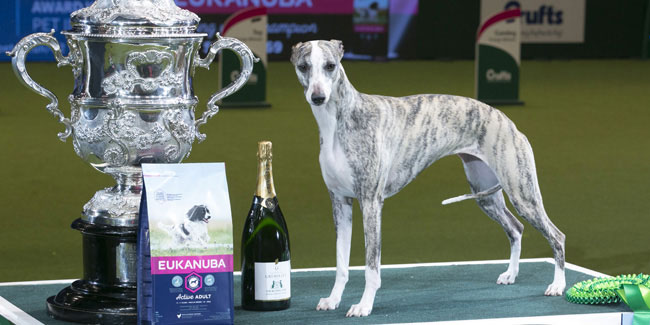 Событие 7 марта - Crufts Событие 7 марта - Crufts