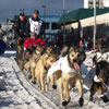 Iditarod Trail Sled Dog Race