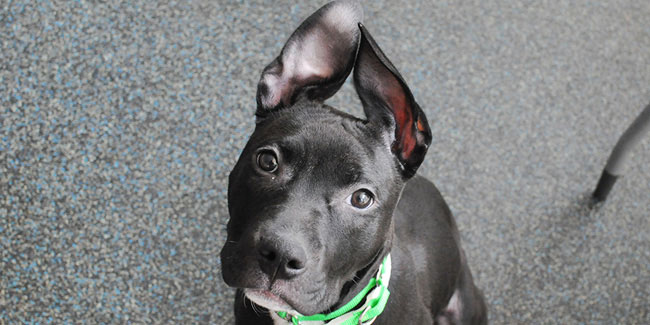 8 April - National Dog Fighting Awareness Day in US 8 April - National Dog Fighting Awareness Day in US