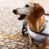 National Specially-abled Pets Day in US