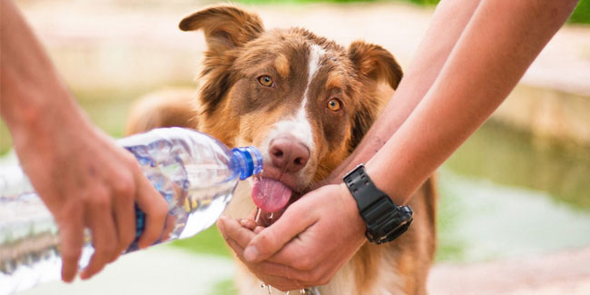 11 May - National Animal Disaster Preparedness Day in US 11 May - National Animal Disaster Preparedness Day in US
