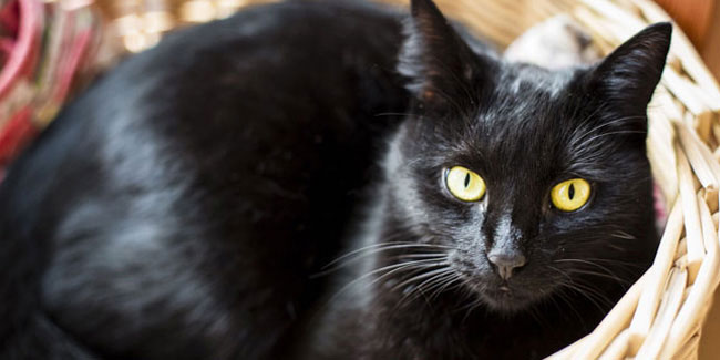 17 November - National Black Cat Day in US 17 November - National Black Cat Day in US