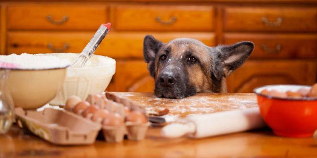 1 November - National Cook for Your Pets Day in US