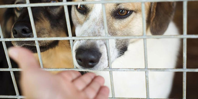 5 November - National Animal Shelter and Rescue Appreciation Week in USA 5 November - National Animal Shelter and Rescue Appreciation Week in USA