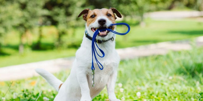 4 October - World Pet's Day 4 October - World Pet's Day