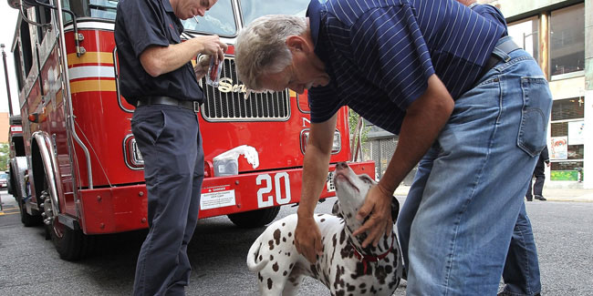 1 October - National Fire Pup Day in US 1 October - National Fire Pup Day in US