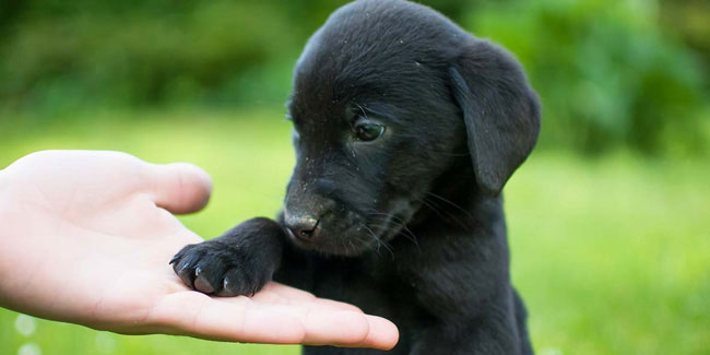 1 October - National Black Dog Day n US 1 October - National Black Dog Day n US