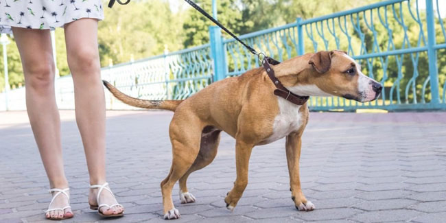 1 October - National Walk Your Dog Week in US 1 October - National Walk Your Dog Week in US