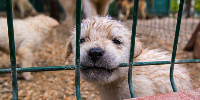 21 September - Puppy Mill Awareness Day