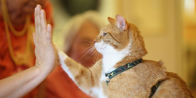 22 September - Adopt a Less Adoptable Pet Week 22 September - Adopt a Less Adoptable Pet Week