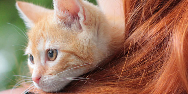 22 August - National Take Your Cat to the Vet Day in US 22 August - National Take Your Cat to the Vet Day in US