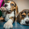 Clear the Shelters Day Clear the Shelters Day