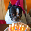 DOGust Universal Birthday for Shelter Dogs