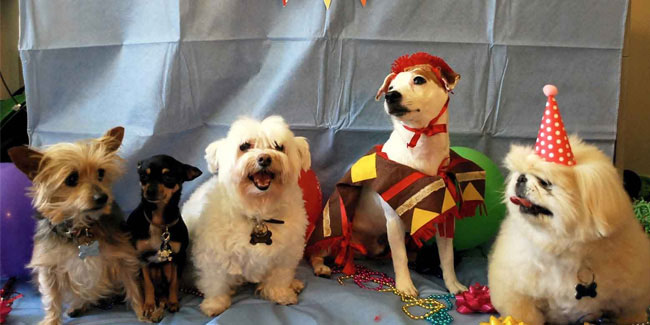 21 June - National Dog Party Day in US