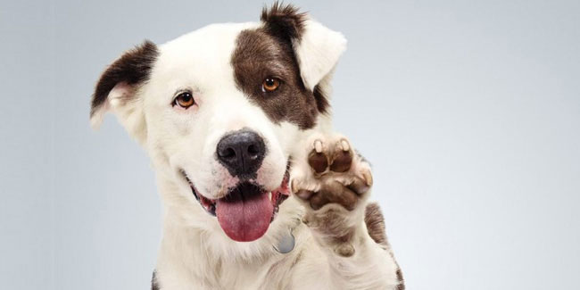 7 June - Pet Appreciation Week 7 June - Pet Appreciation Week