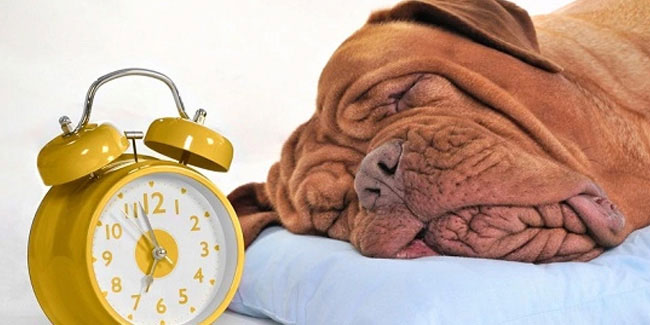 21 June - Sleep Day in Germany 21 June - Sleep Day in Germany
