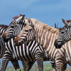 International Zebra Day