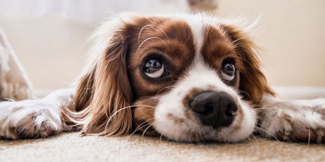 26 August - International Dog Day 26 August - International Dog Day