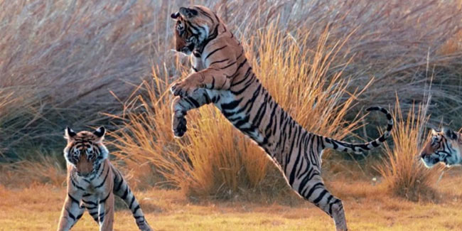 15 October - Tiger Day 15 October - Tiger Day