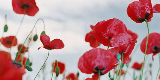 22 October - National Day of Remembrance of Guy Moke and his 26 comrades in France 22 October - National Day of Remembrance of Guy Moke and his 26 comrades in France